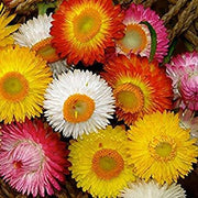 Strawflower Helichrysum bracteatum Seeds