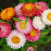 Strawflower Helichrysum bracteatum Seeds