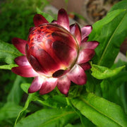 Red Helichrysum italicum Seeds