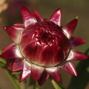 Red Helichrysum italicum Seeds