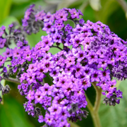 Marine Heliotrope Seeds
