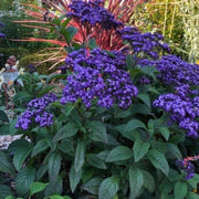 Marine Blue Heliotrope Seeds
