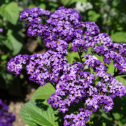Marine Heliotrope Seeds