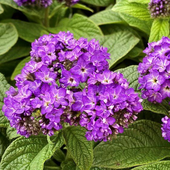 Purple Heliotrope Seeds