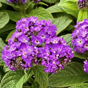 Purple Heliotrope Seeds