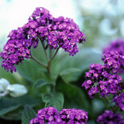 Purple Heliotrope Seeds
