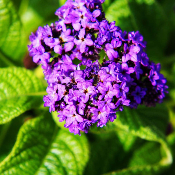 Marine Heliotrope Seeds