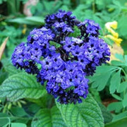 Marine Blue Heliotrope Seeds