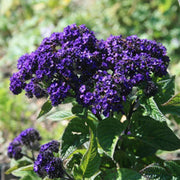 Marine Blue Heliotrope Seeds