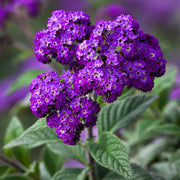 Purple Heliotrope Seeds