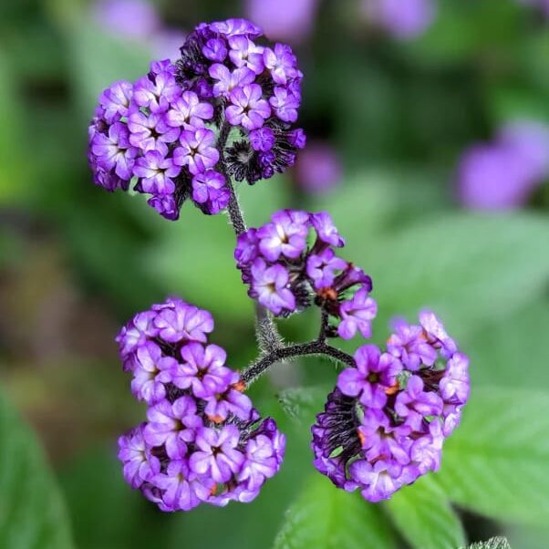 Shade Tolerant Heliotrope Seeds