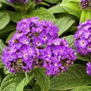 Shade Tolerant Heliotrope Seeds