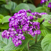 Shade Tolerant Heliotrope Seeds