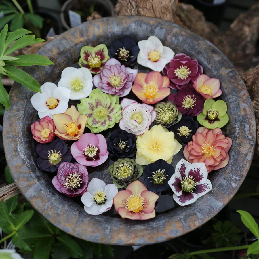 Hellebore Seeds – Helleborus spp.