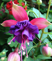 Purple Pink Fuchsia Seeds - Flower Plant