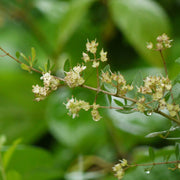 Lawsonia inermis Henna Seeds, Herbal