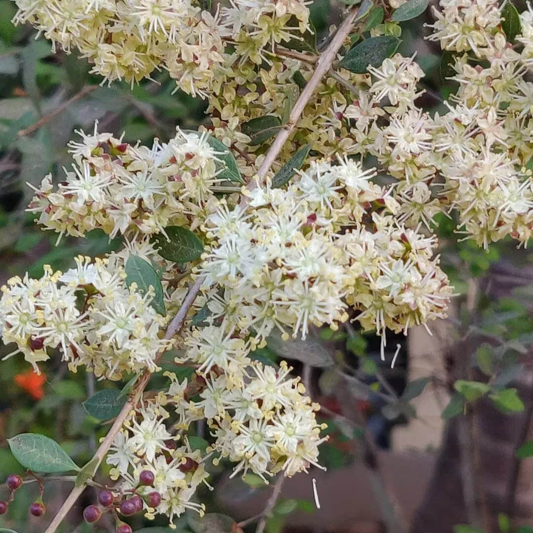 White Henna Seeds, Herbal