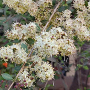White Henna Seeds, Herbal