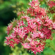 Lawsonia Inermis Dye Henna Seeds, Herbal