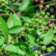 Lawsonia inermis Henna Seeds, Herbal