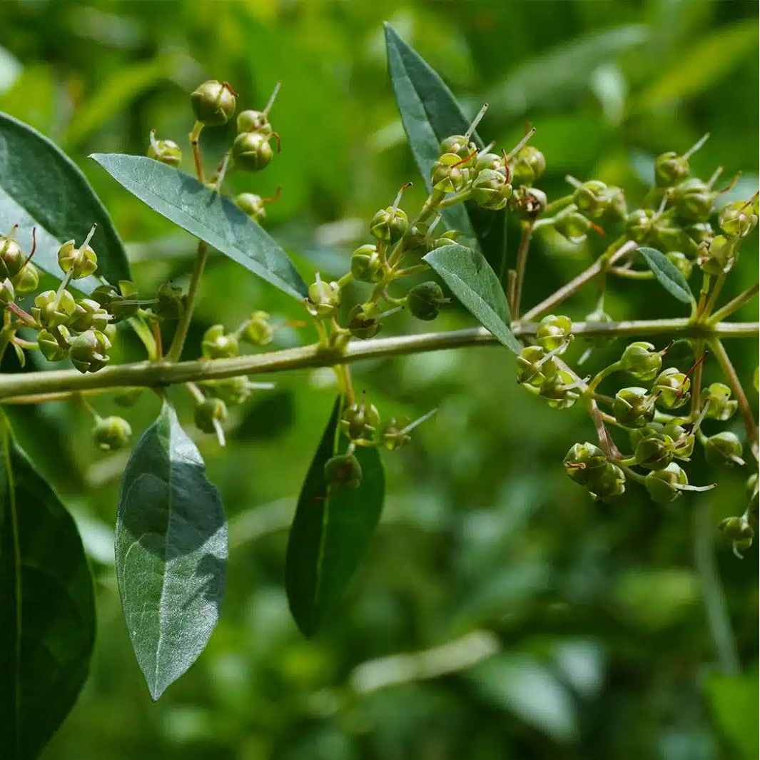 Henna Mehandi Seeds, Lawsonia inermis Plant Seeds