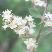 White Henna Seeds, Herbal