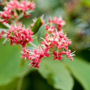Lawsonia Inermis Dye Henna Seeds, Herbal