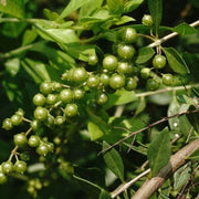 Lawsonia inermis Henna Seeds, Herbal