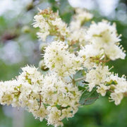White Henna Seeds, Herbal
