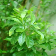 Henna Mehandi Seeds, Lawsonia inermis Plant Seeds