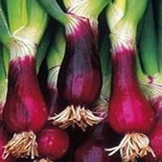 Welsh Onion Seeds