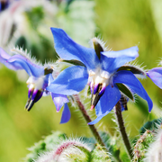 Blue Star Borage Seeds, Herbal