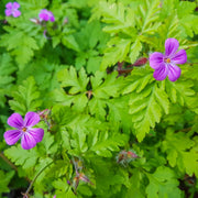 Hardy Wild Geranium Herb Robert Seeds
