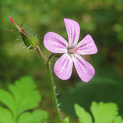 Hardy Wild Geranium Herb Robert Seeds