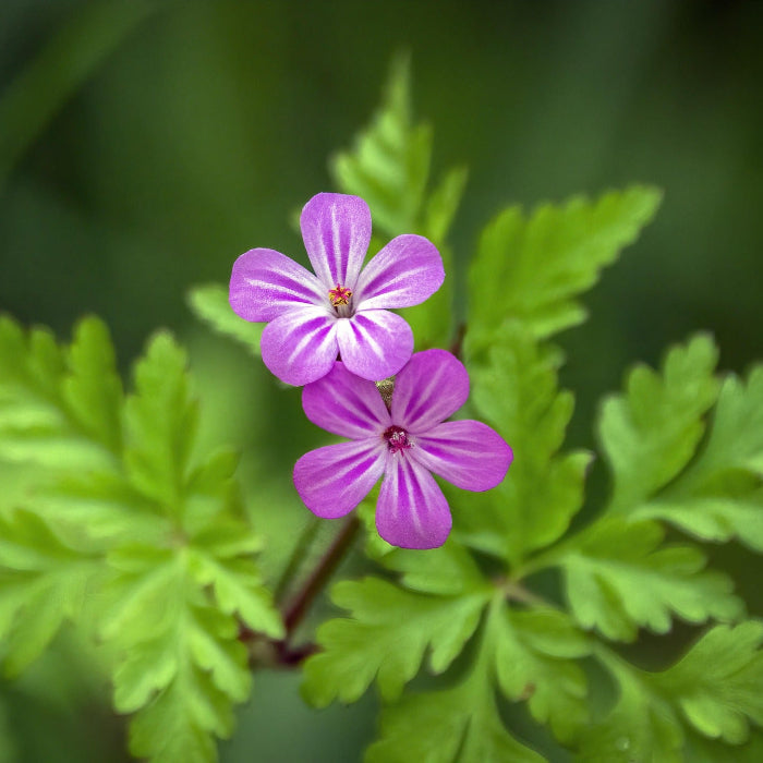 Hardy Wild Geranium Herb Robert Seeds