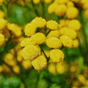 Tanacetum Vulgare Tansy Seeds