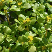 Portulaca Oleracea Seeds, Herbal
