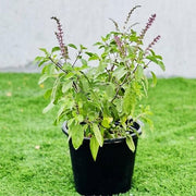 Herbal Tea Garden Kit