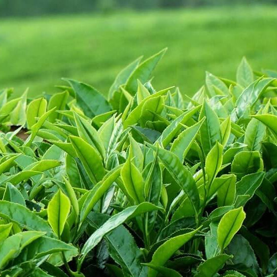 Herbal Tea Garden Seeds - Herbal Seeds