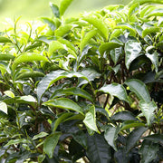 Herbal Tea Garden Seeds - Herbal Seeds