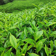 Herbal Tea Garden Seeds - Herbal Seeds
