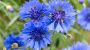 Cornflower Seeds – Centaurea cyanus
