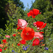 Opium Seeds, Papaver somniferum