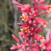 Parviflora Hesperaloe Seeds