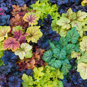 Heuchera Coral Bells Seeds