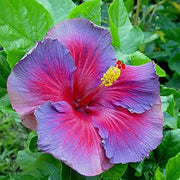 Pink Seeds, Purple & Blue Hibiscus