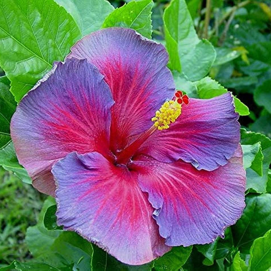 Pink Seeds, Purple & Blue Hibiscus