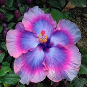 Pink Seeds, Purple & Blue Hibiscus