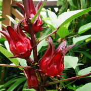 Australian Rosella Hibiscus Seeds
