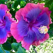 Blue-Pink Hibiscus Seeds